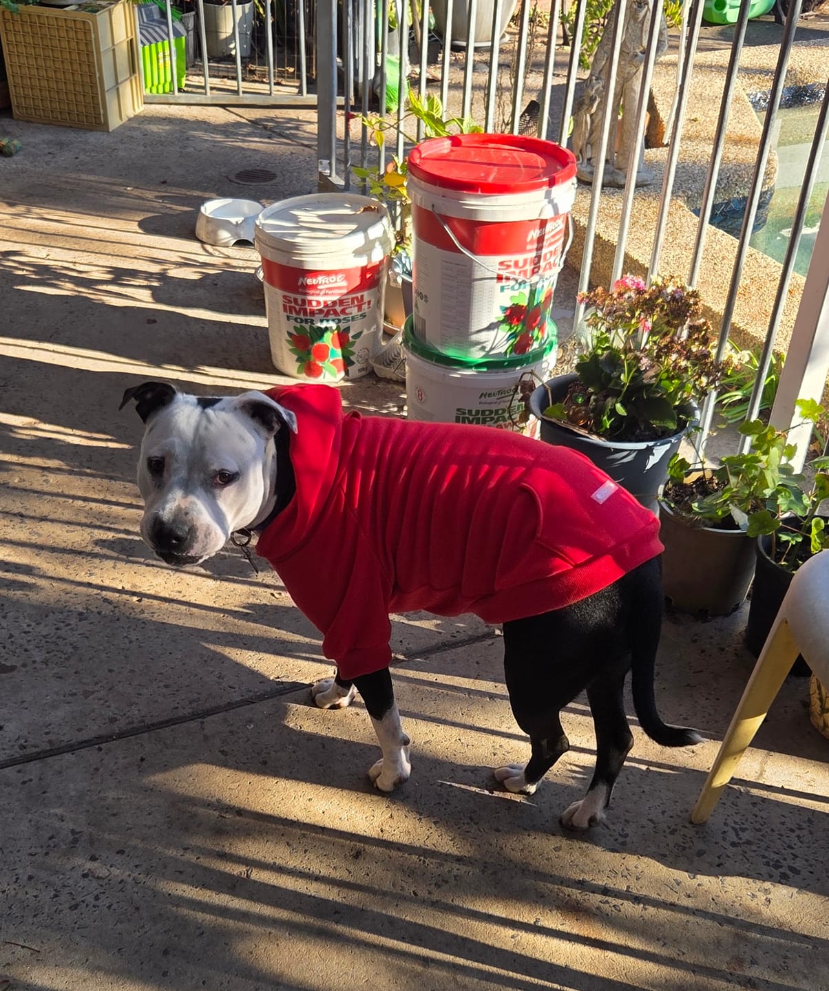 Customer photo review of Essential Dog Hoodie - Crimson Red