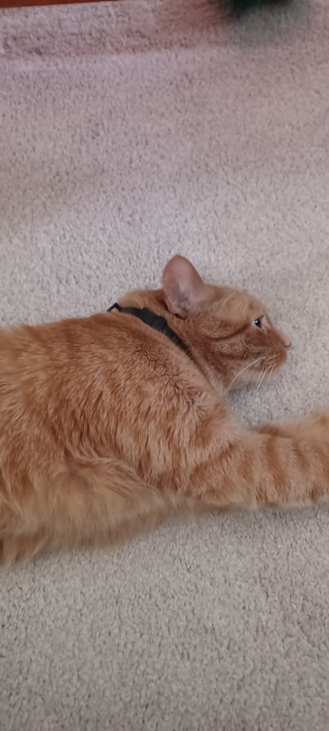 Customer photo review of FurLife™ - 8 Months All Natural Flea and Tick Collar for Cats