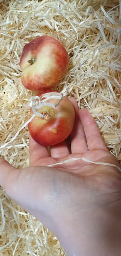 Kunden-Foto von zwei flachen Mini Weinberg-Nektarinen in einer Hand, präsentiert auf Holzwolle.
