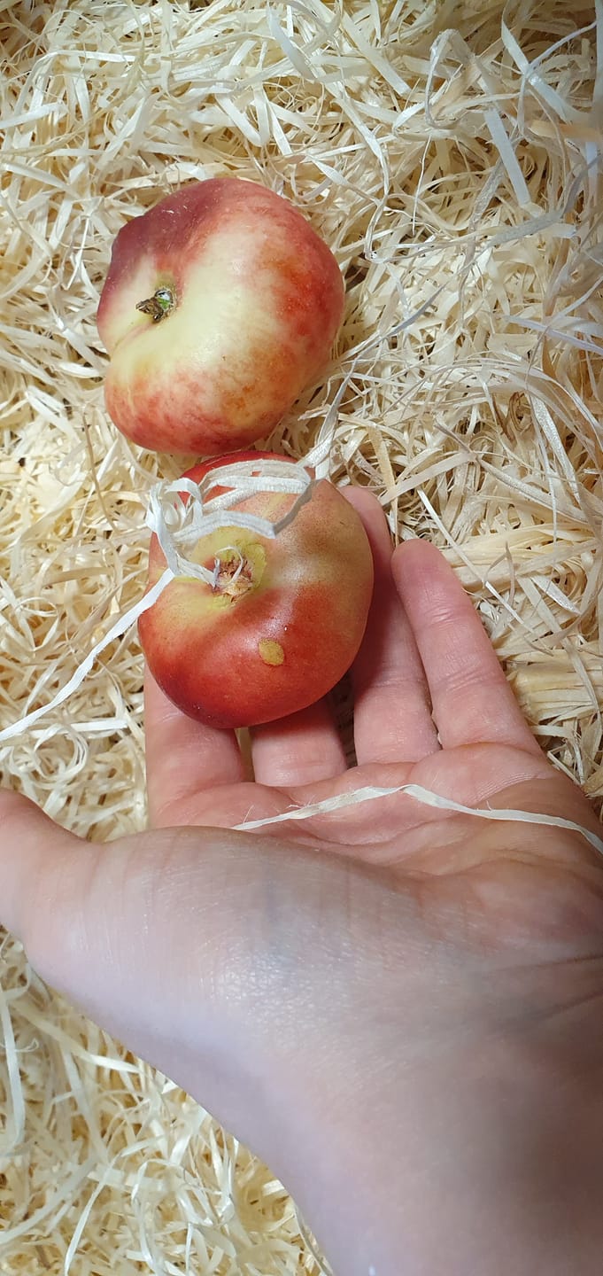 Customer photo review of Mini Weinberg-Nektarinen Bio von Nicolas 3kg Retterbox