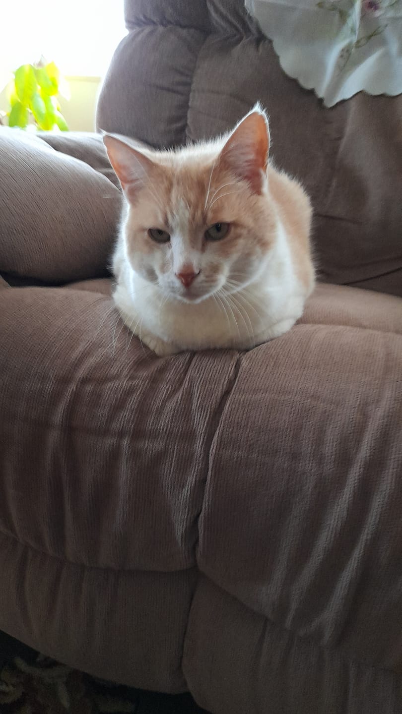 Customer photo review of Royal Canin Veterinary Diet Urinary S/O Moderate Calorie Cat Food