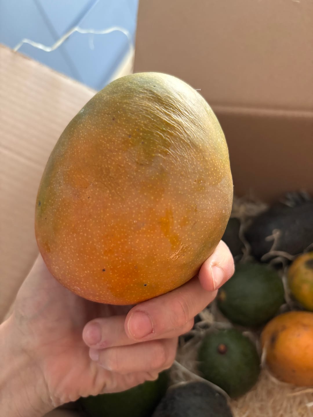 Customer photo review of Mango Entdeckerbox