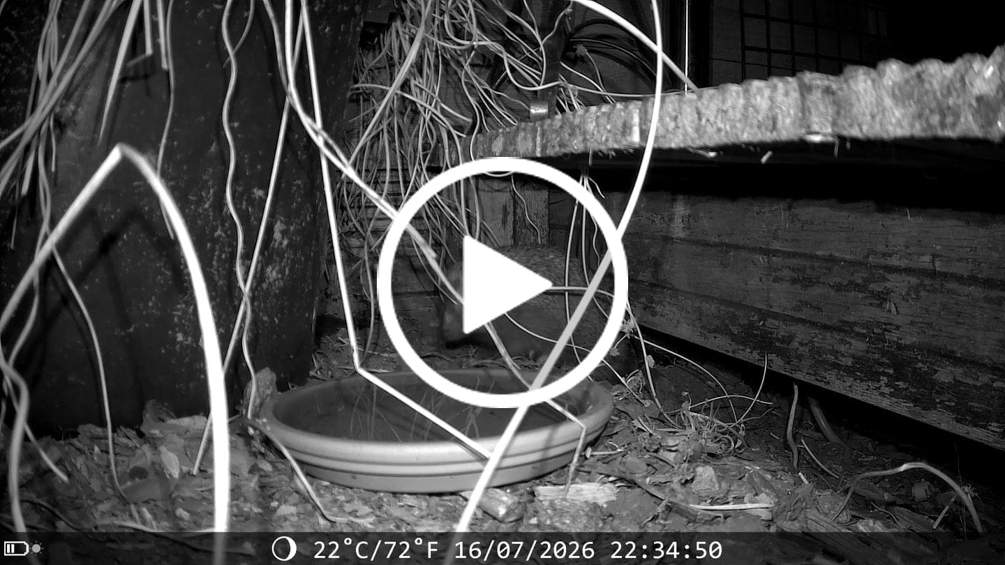 Customer video review of Siltcon Wildcamera met zonnepaneel aan kabel