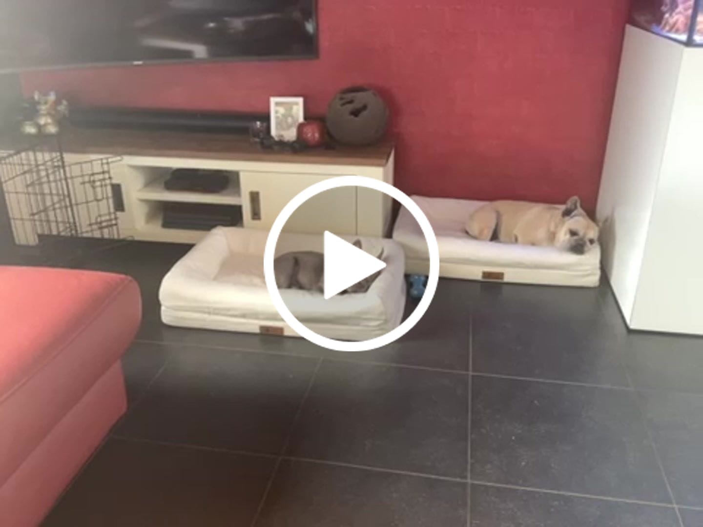 Customer video review of Pet Perfect Orthopedische Hondenmand - Model 2