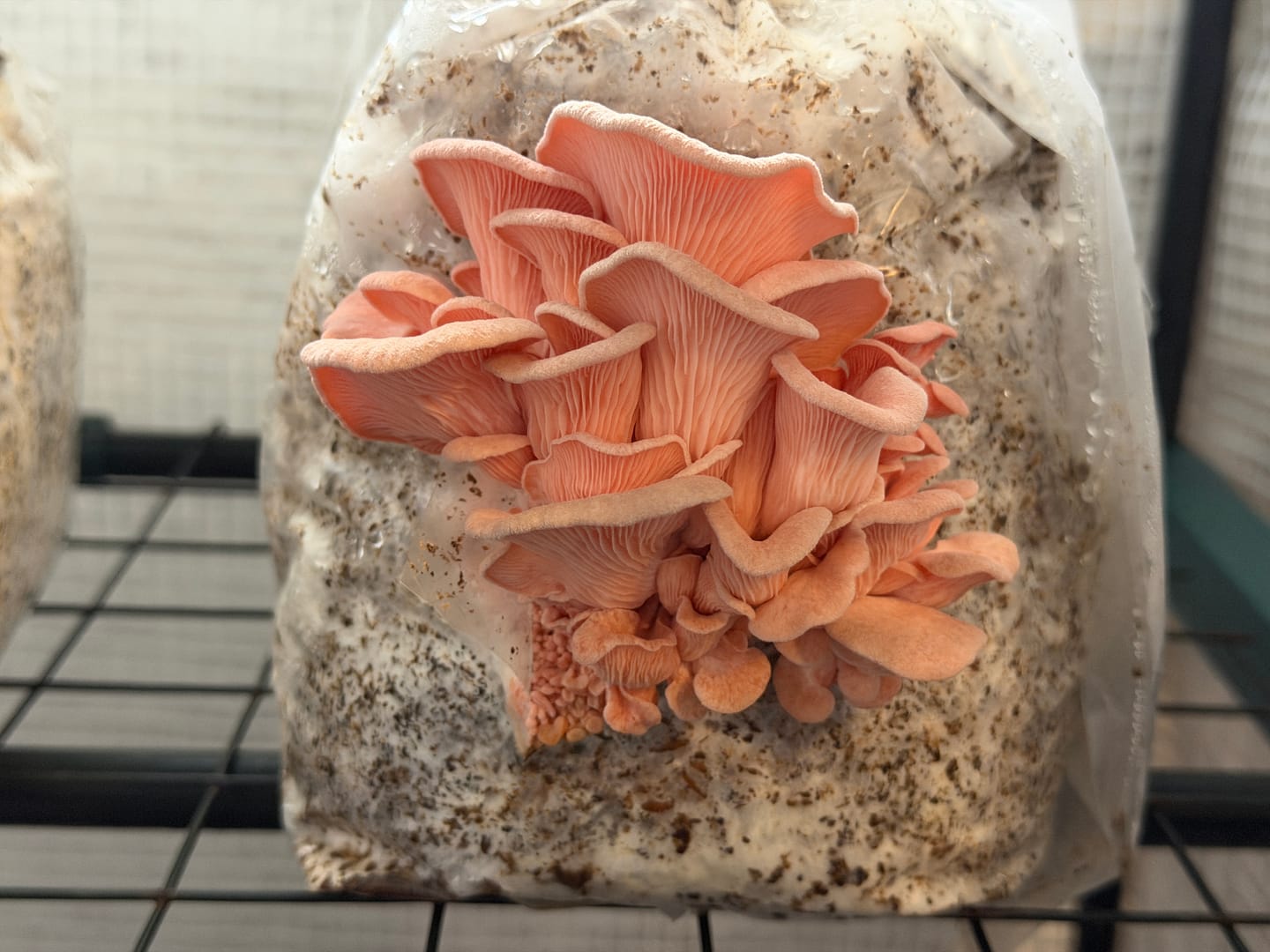 Customer photo review of Rosenseitling | Pleurotus djamor Flüssigmyzel