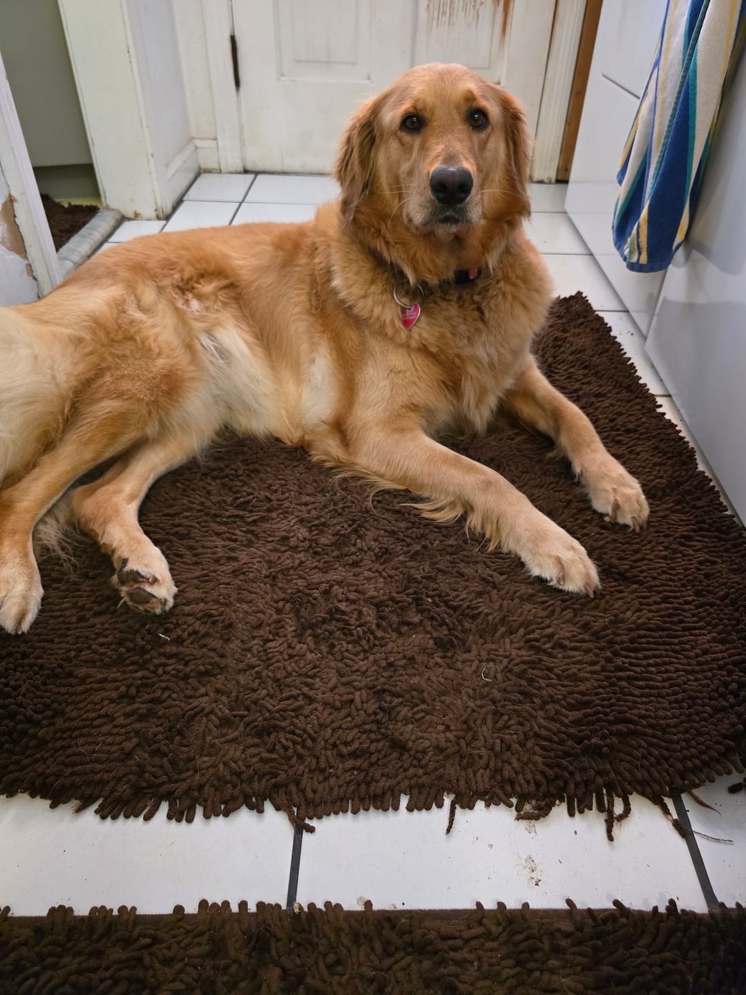 Customer photo review of Sensitive Skin Dog Shampoo - 8oz  Concentrated
