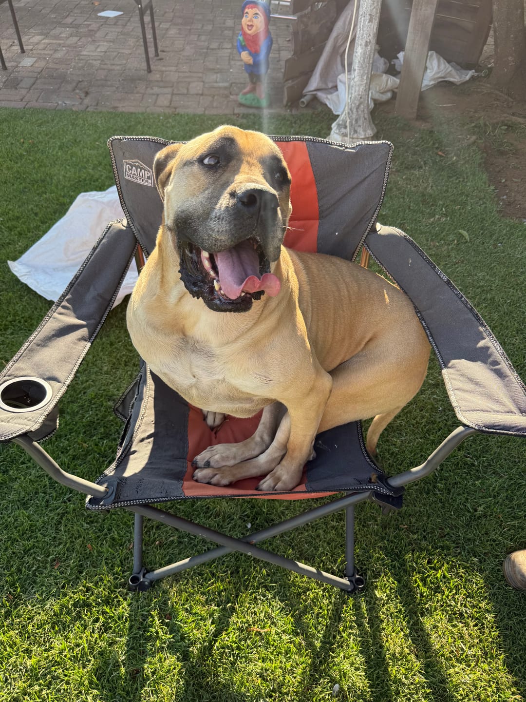 Customer photo review of Natural Canine Care | DoggyMin - Skin & Immune Support for Dogs
