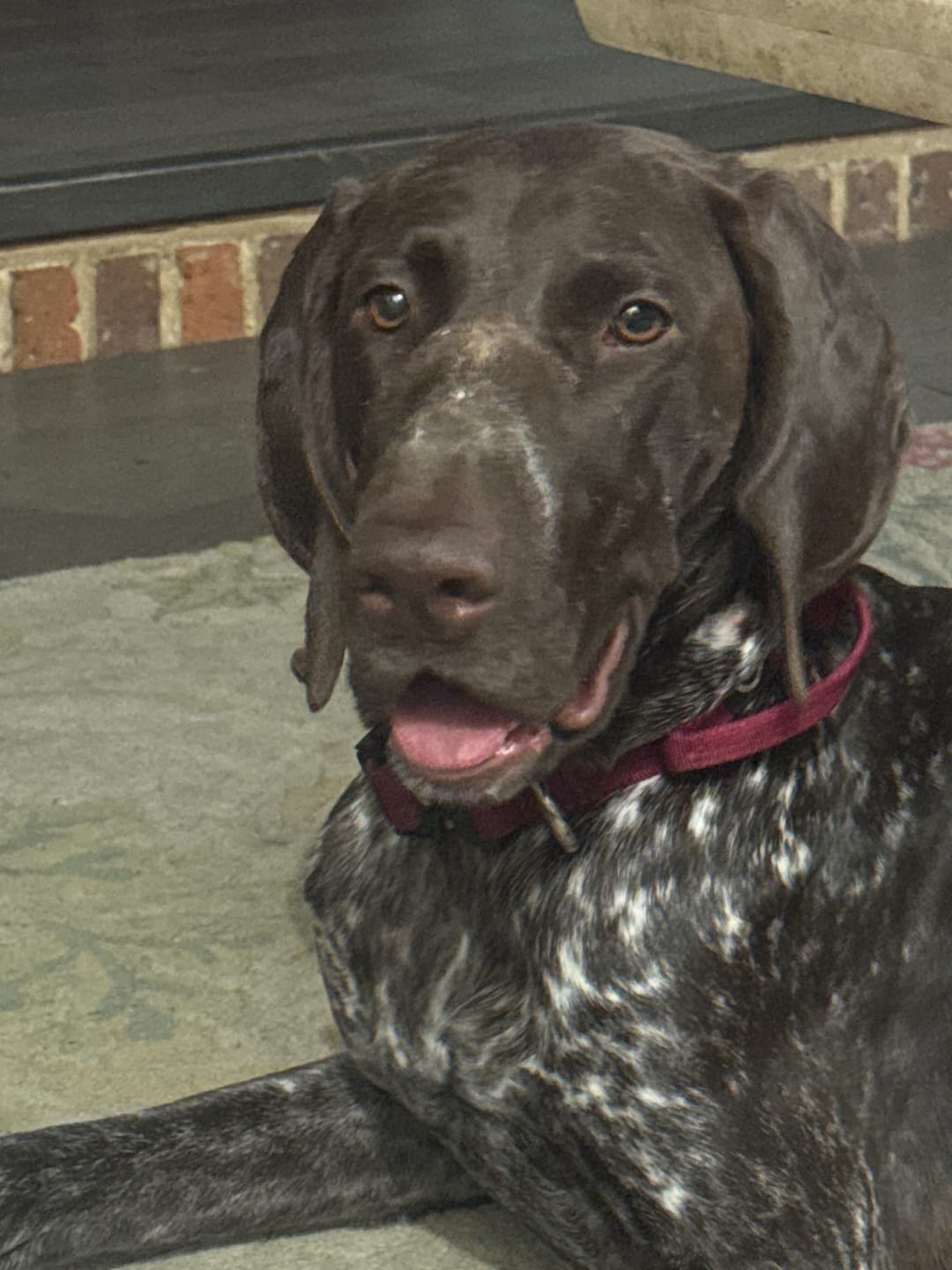 Customer photo review of 2.5cm Combat® Collar | With Handle & Secure Clip - Burgundy