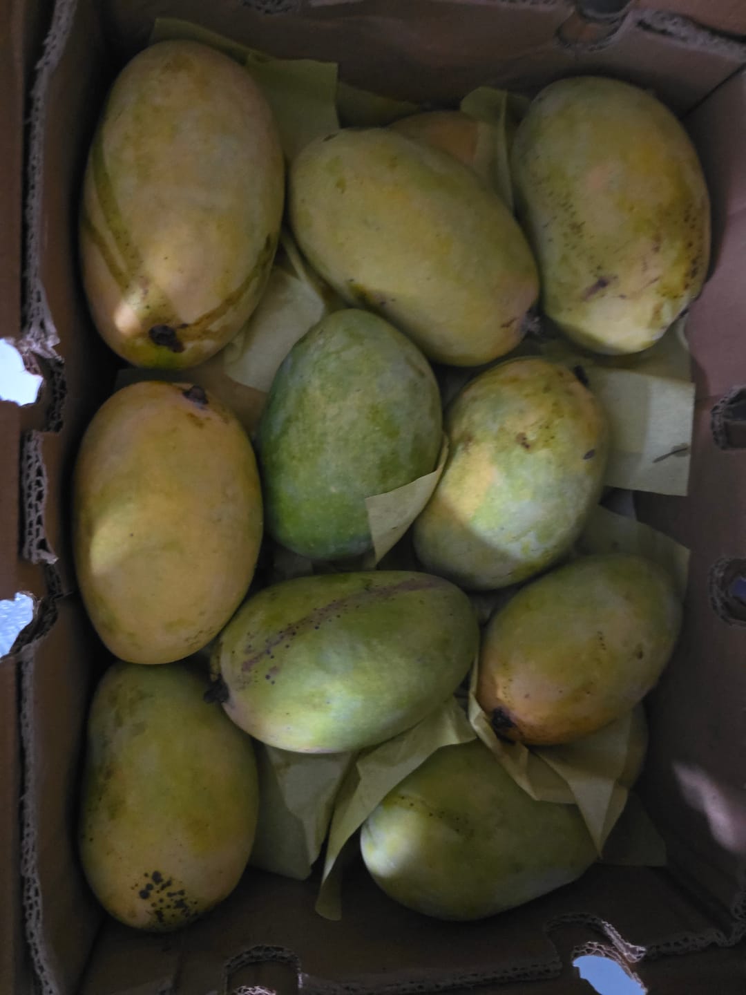 Customer photo review of Multan's Chaunsa Mango (From 1st of July)