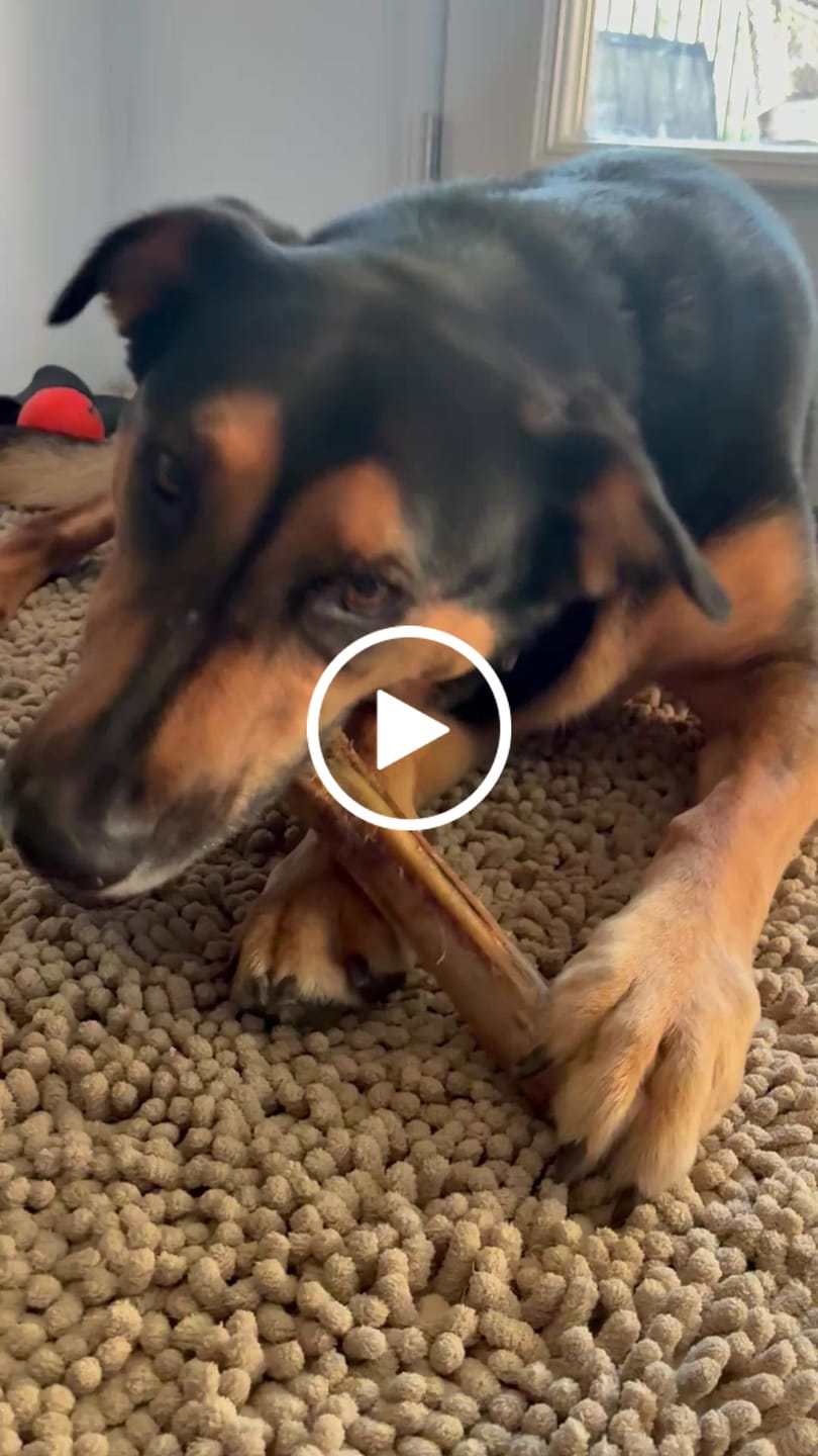 Customer video review of Large Ostrich Cane (11.5" x 5"): The Ultimate Long-Lasting Chew for Medium, Large & XL Dogs
