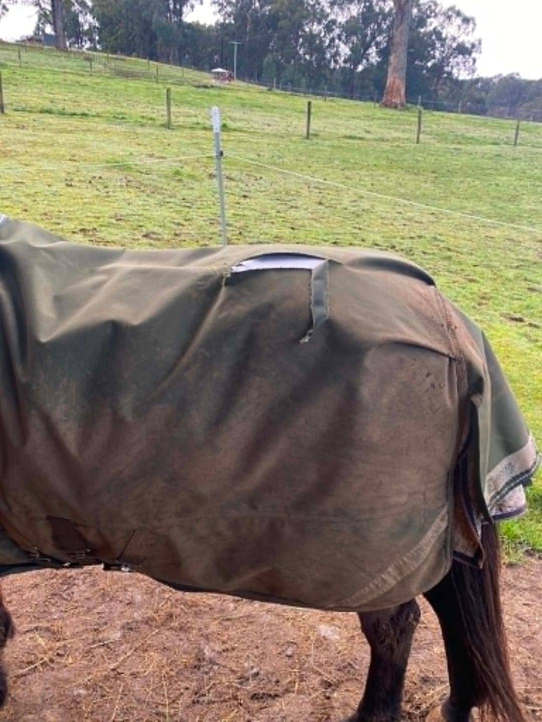 Customer photo review of LE Boxter Turnout 100g