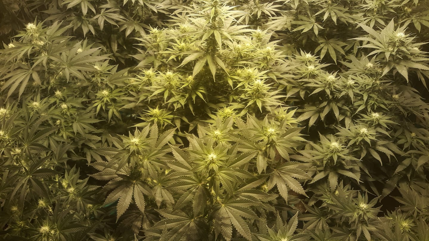 Customer photo review of Candy Gas Light Assist THCA