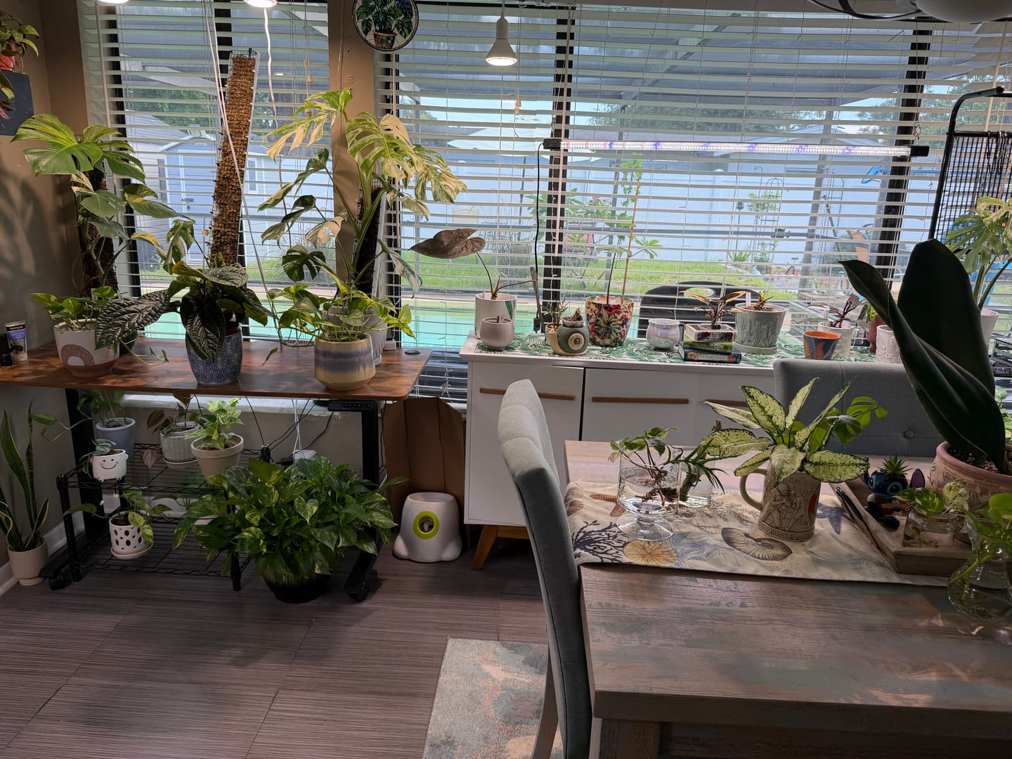 Customer photo review of Soil Refresh