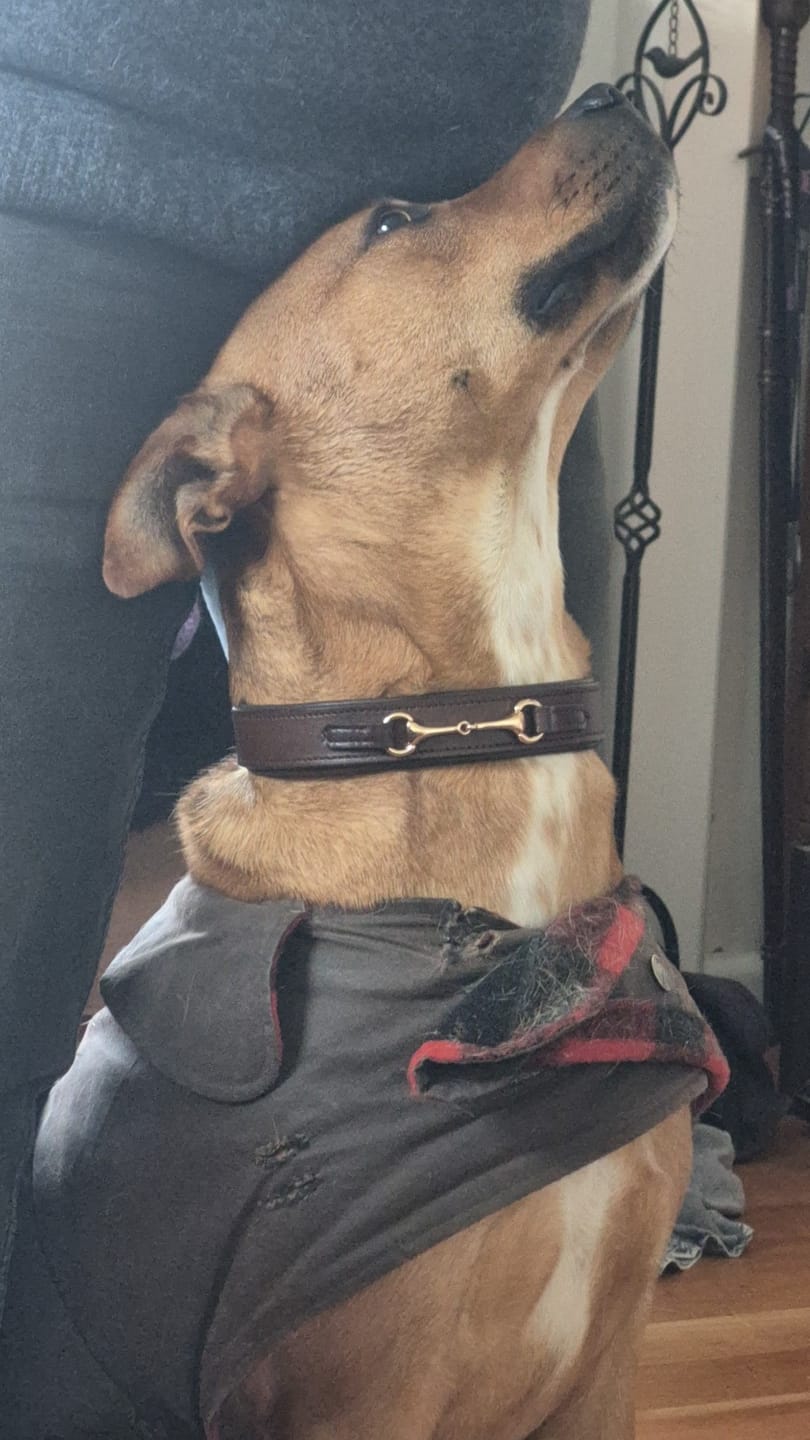 Customer photo review of Weatherbeeta Leather Snaffle Dog Collar