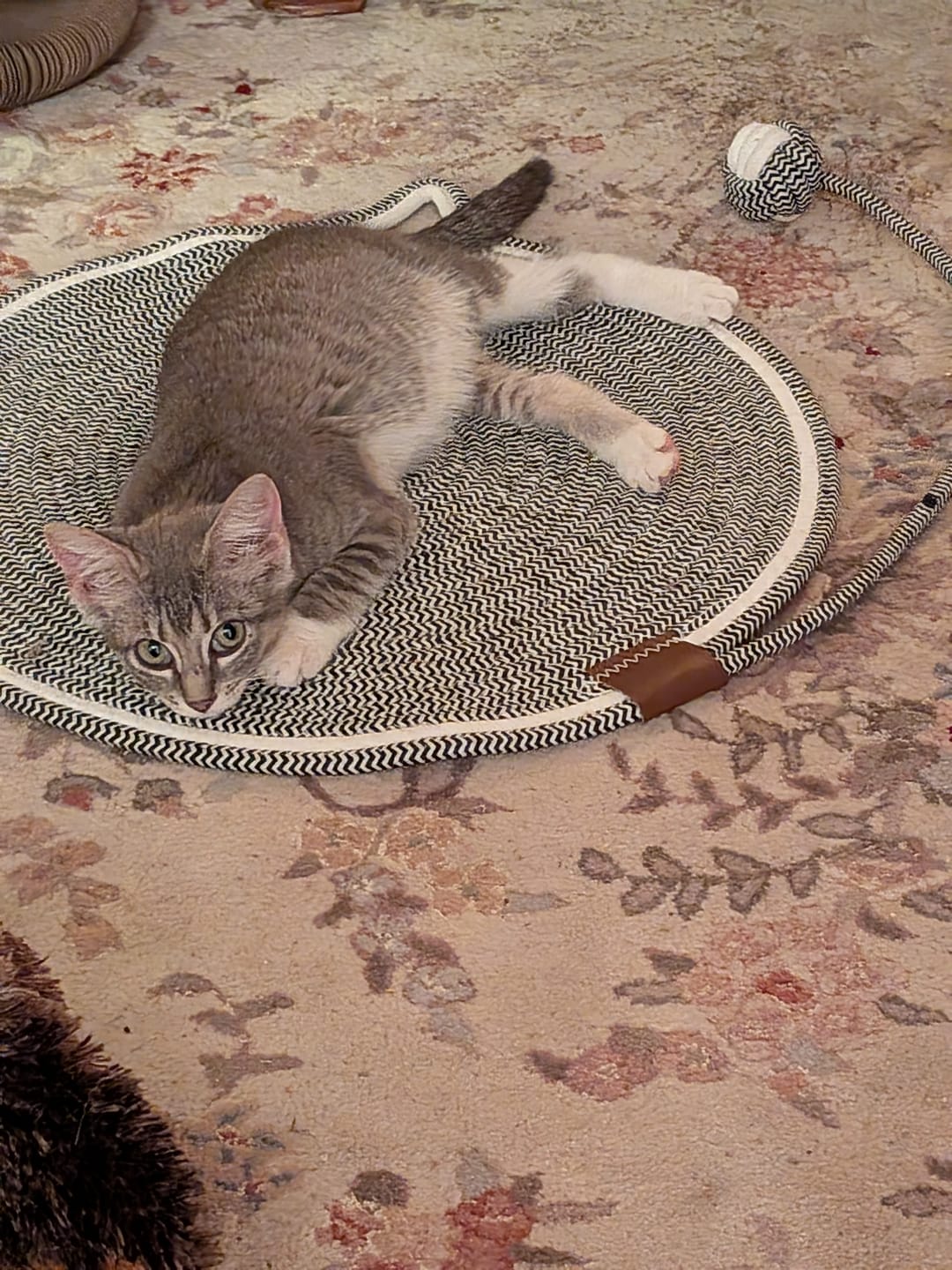 Customer photo review of Instinct Mat | The Scratching Mat Her Biology Actually Recognizes (NEW)
