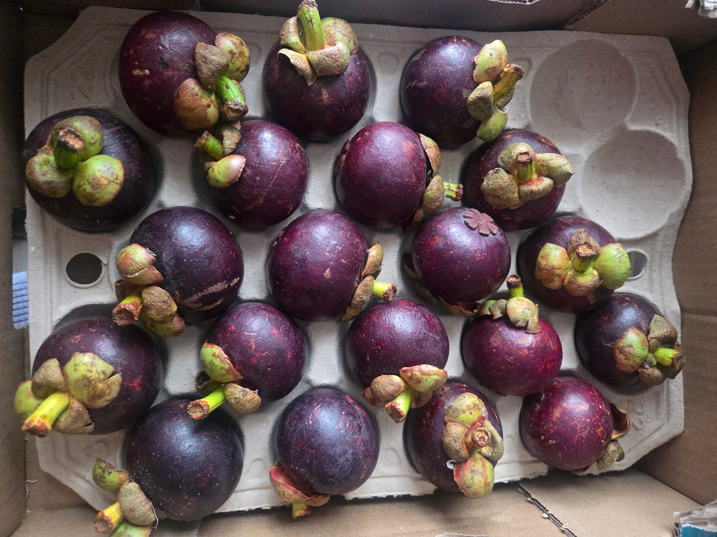 Customer photo review of Mangostan (Mangosteen) Sommeraktion %