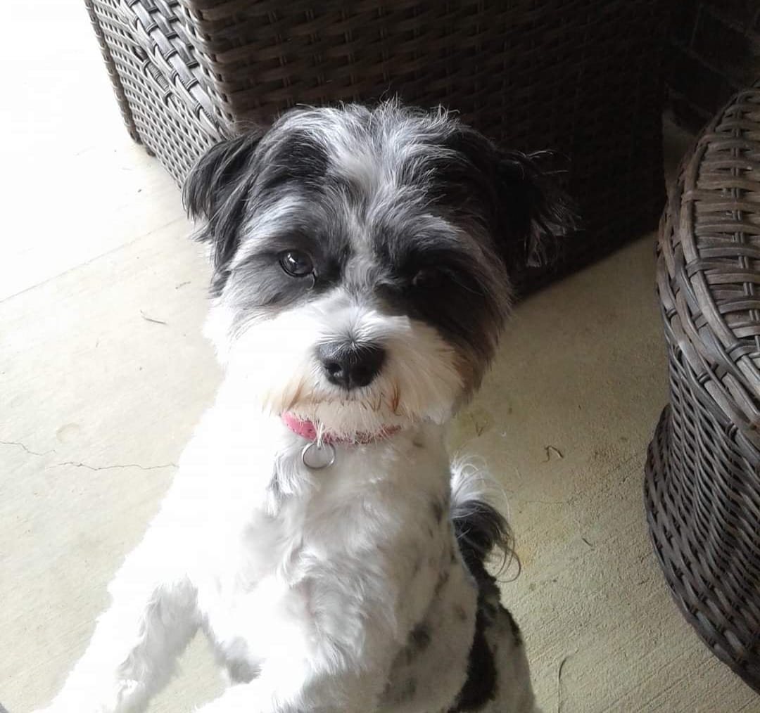 Customer photo review of Daily Preventative Powder - Canine & Cat