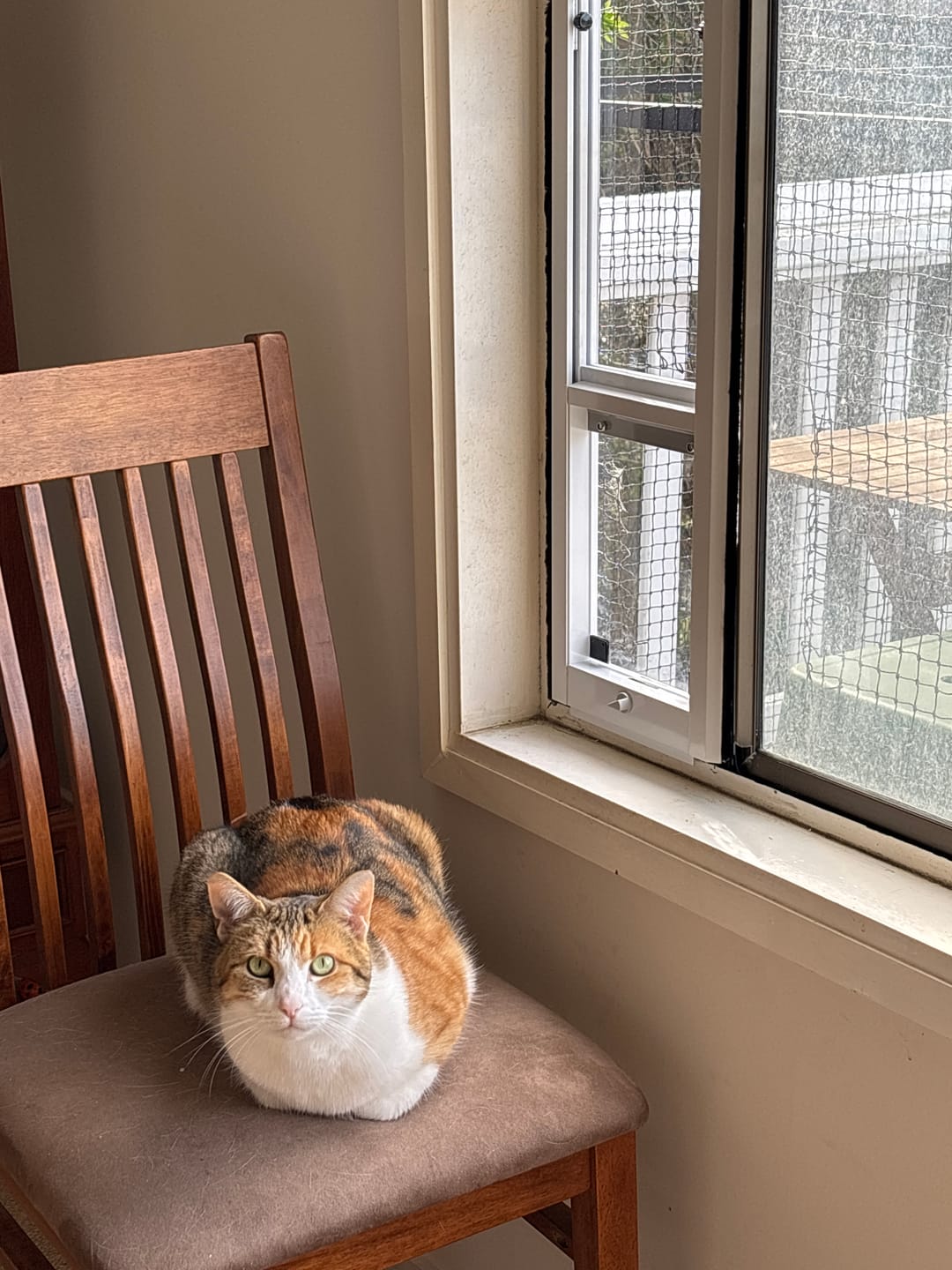 Customer photo review of Cat Door, Cat Window Insert