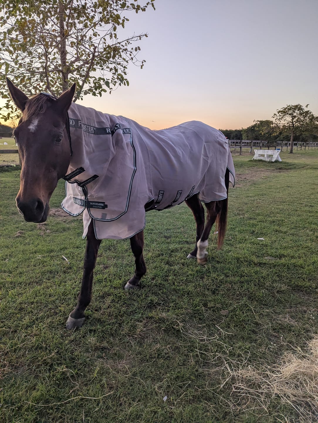 Customer photo review of Rambo Flybuster Vamoose NFZ