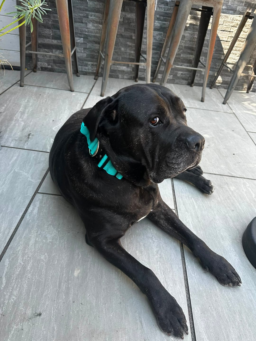 Customer photo review of 5cm Combat® Collar | With Handle & Secure Clip - Turquoise