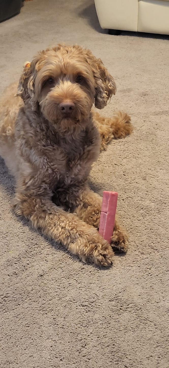 Customer photo review of Himalayan Yak Chew Flavour Pack