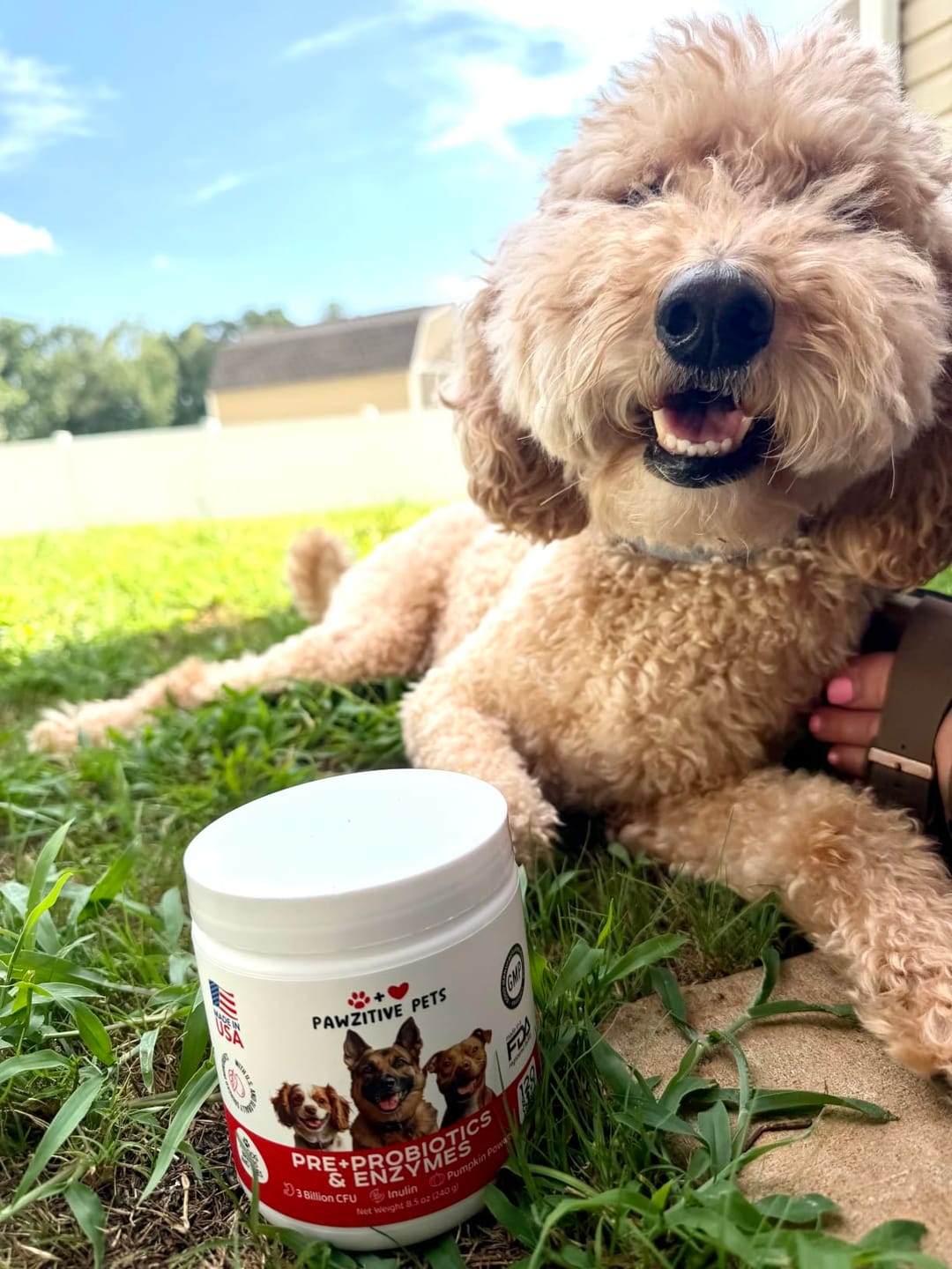 Customer photo review of Pre+Probiotics for Dogs Digestive Health – 120 Soft Chews (Beef Flavor)