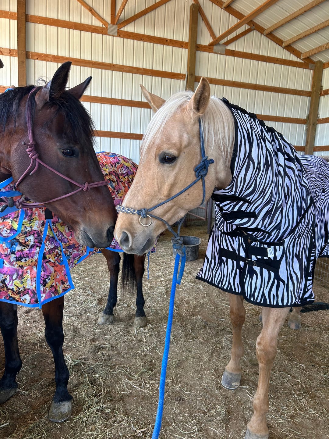 Customer photo review of OptiWize Collagen +Plus Horse Joint Supplement