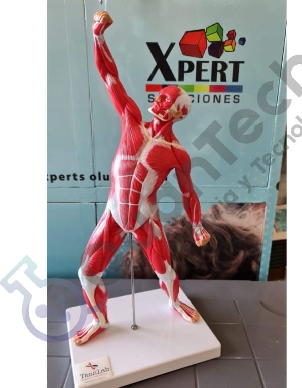 Customer photo review of Cuerpo Humano Músculos  50 Cm