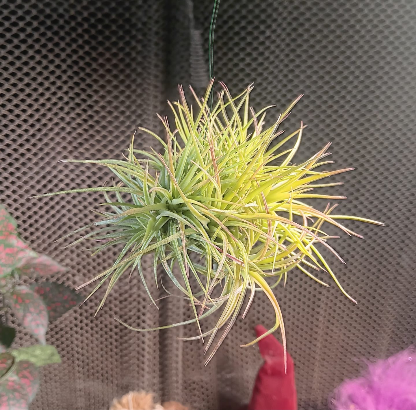 Customer photo review of Assorted Small Hanging Air Plant Clump
