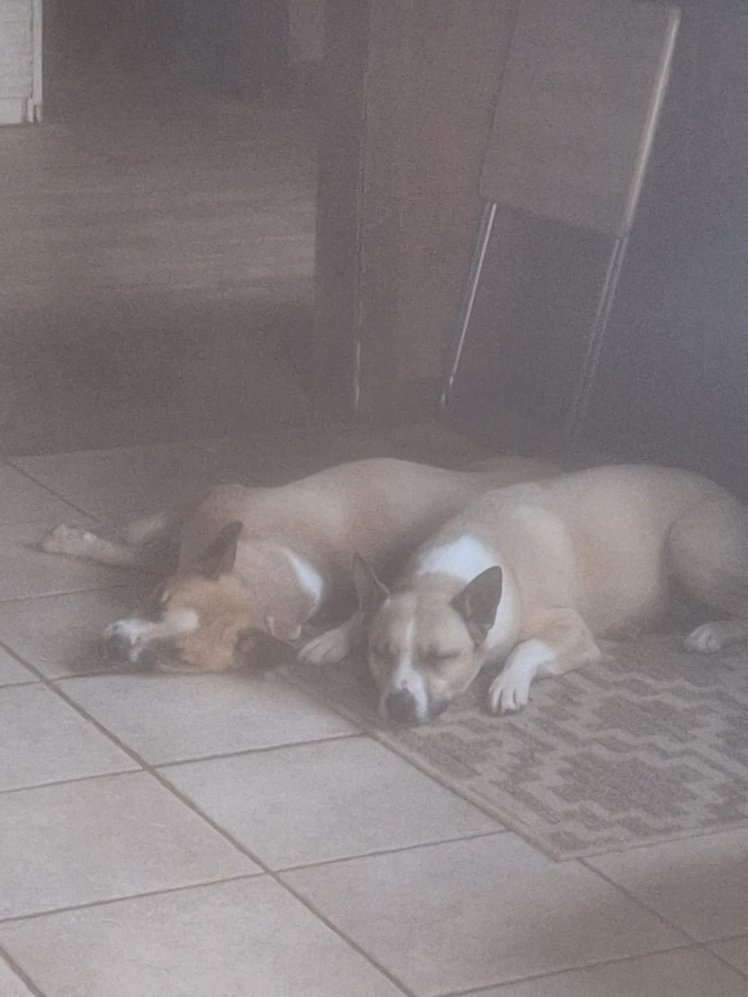 Customer photo review of GCP Flea & Tick Natural Defense for Dogs - 100 Soft Chews