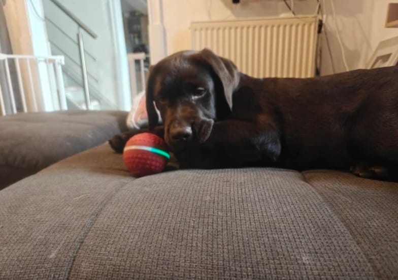Customer photo review of Boingo Ball