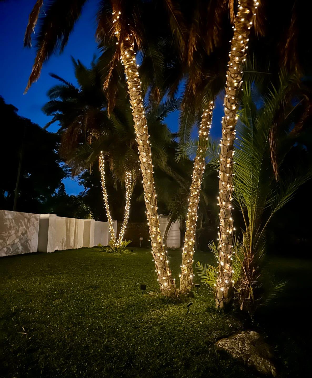 Customer photo review of Black String Solar Fairy Lights