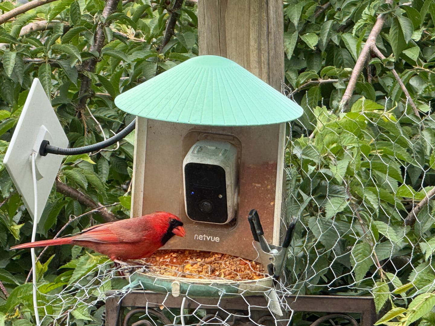 Customer photo review of Birdfy Feeder - AI-Powered Smart Bird Feeder with Camera-Yellow