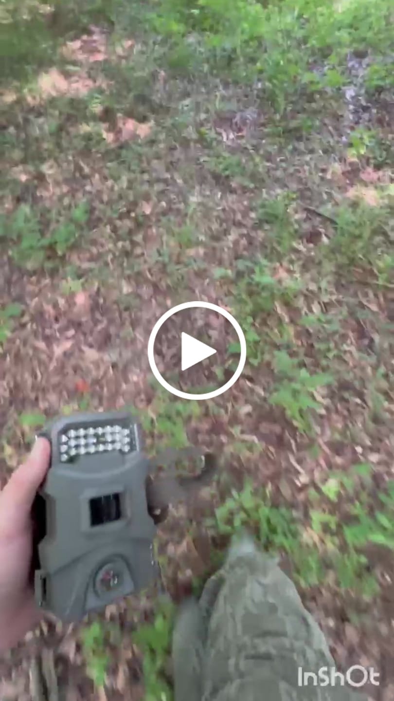 Customer video review of 4 for $50! - Tasco 12MP with Low Glow Infrared Flash Trail Camera