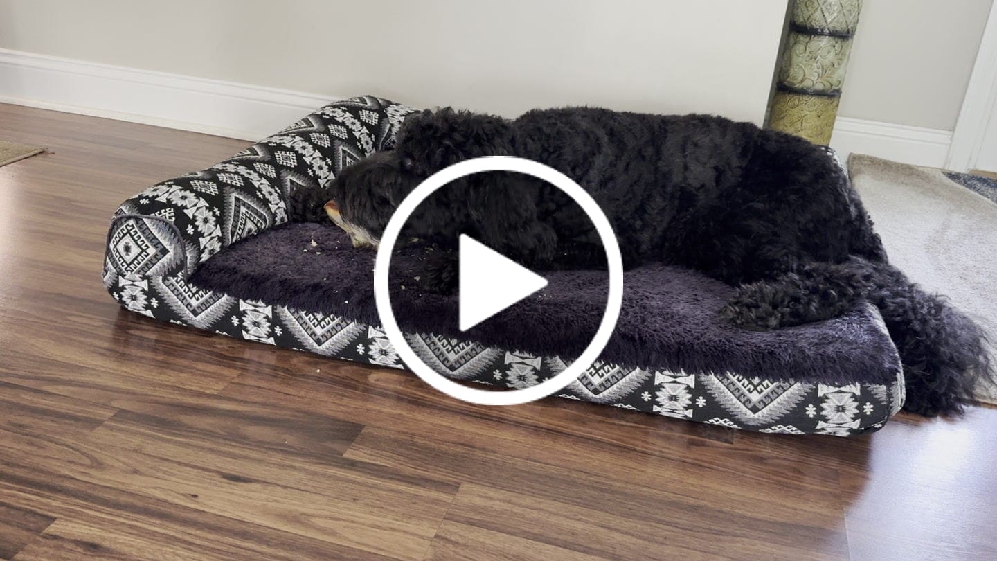 Customer video review of Chest Bone (11" x 6"x 3”): The Durable, Flavor-Packed Chew for Light and Moderate Chewers