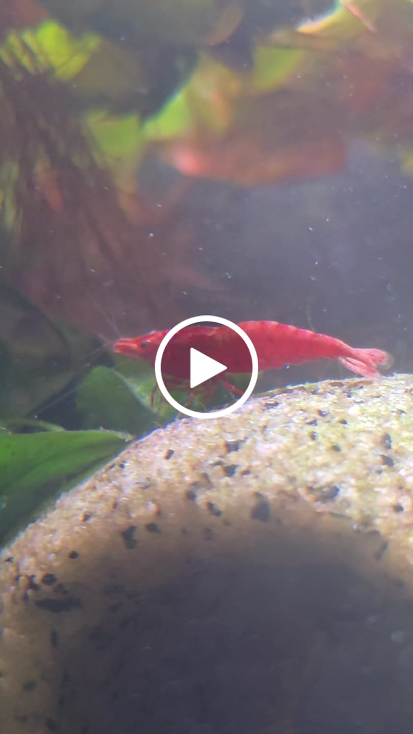 Customer video review of Fire Red Cherry Shrimp
