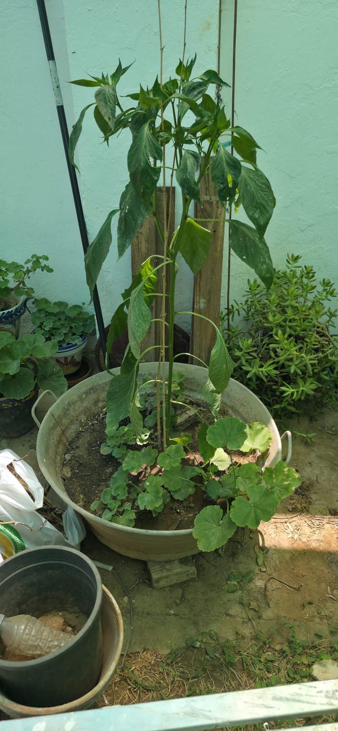 Customer photo review of FERTIBONO PROTECCIÓN TOTAL | Solución Multiusos Natural para Plantas |5 l| Jabón Potásico + Aceite de Neem | Ideal para Huertos y Jardines