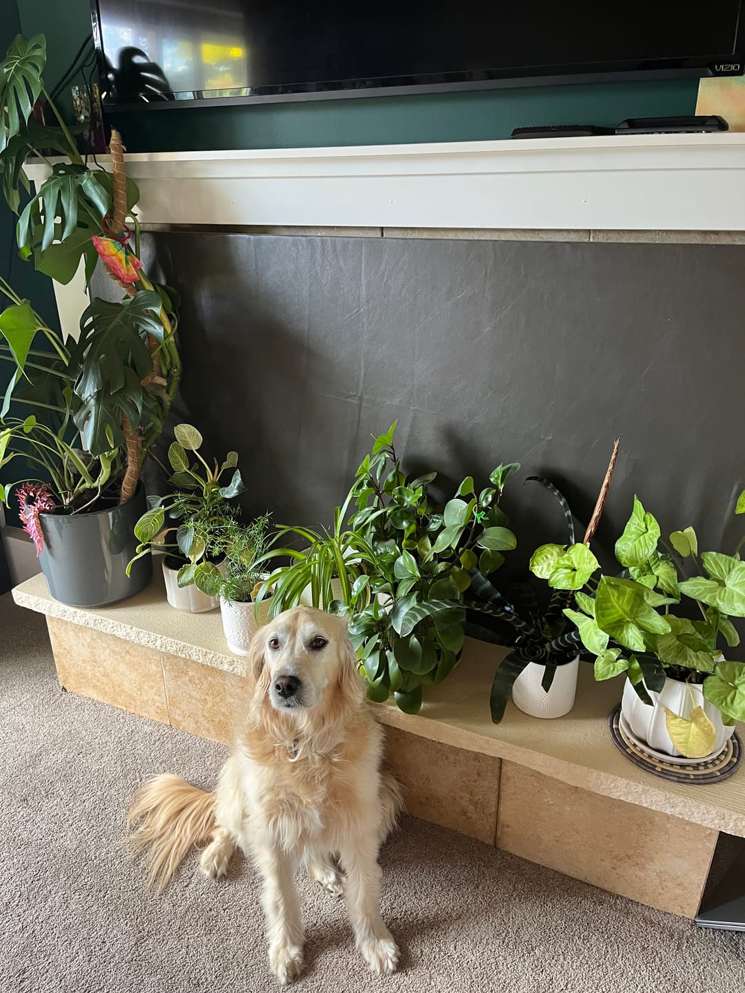 Customer photo review of Soil Refresh
