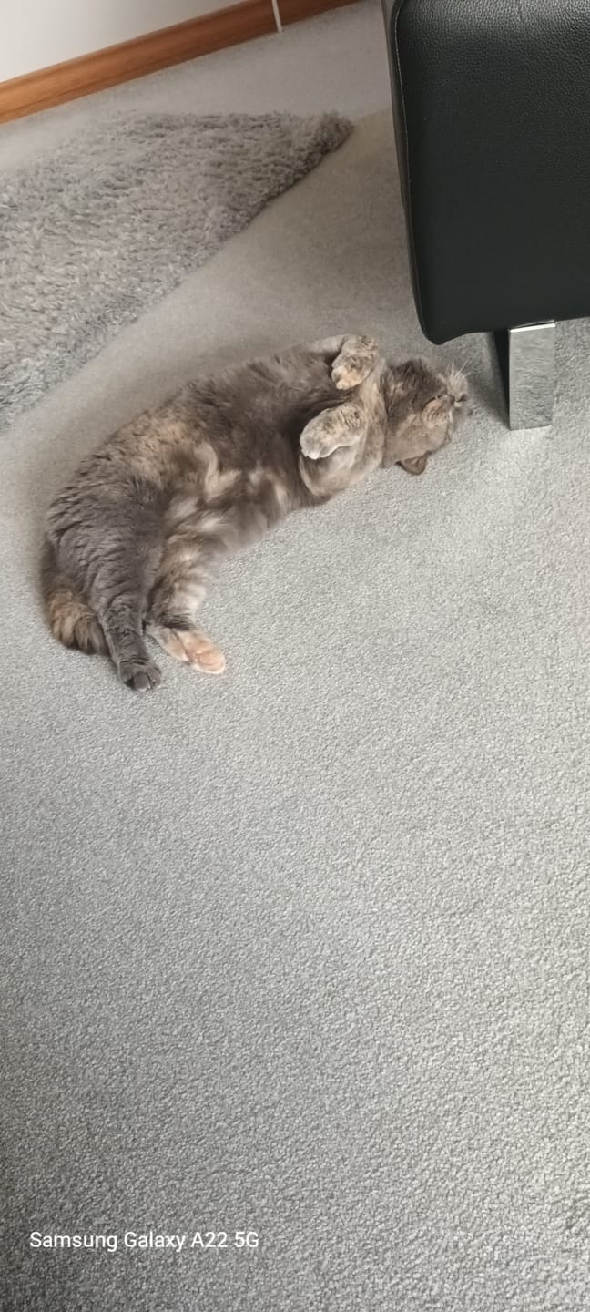 Customer photo review of All-Rounder Scented Cat Litter (W225) 10KG