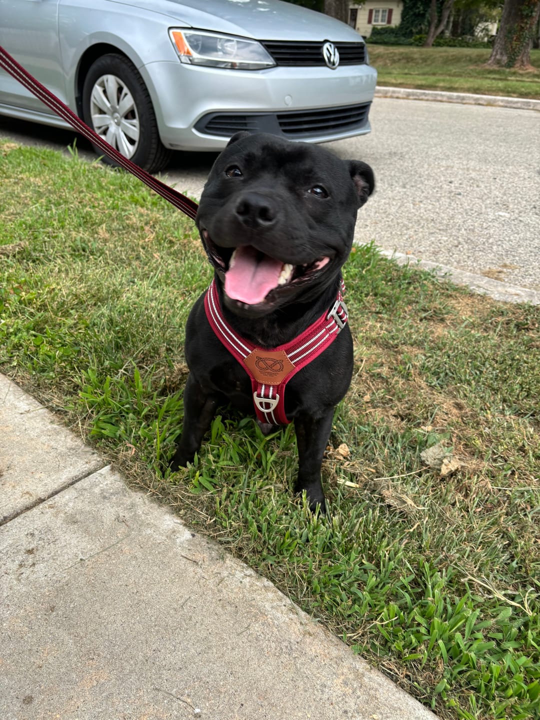 Customer photo review of Staffordshire Bull Terrier 1935® Harness & Leash Set - Burgundy