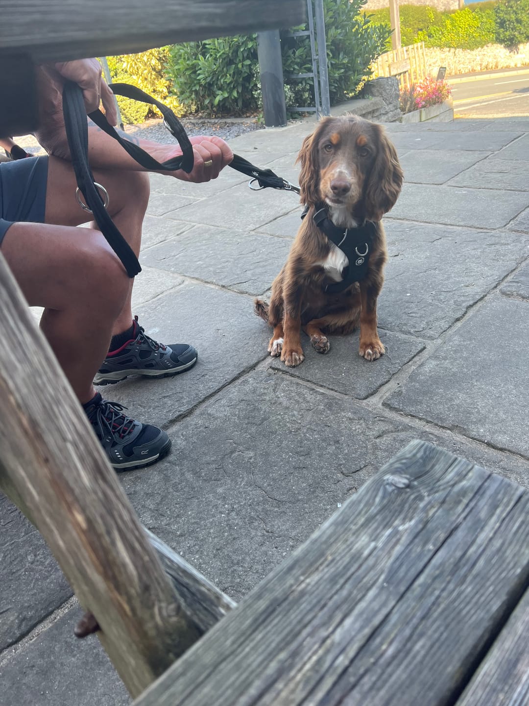 Customer photo review of Training Double Ended Dog Lead | 2m Length -  Black