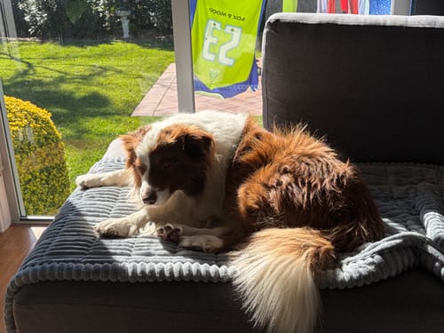 Customer photo review of Cosy Couch - Couch Cover