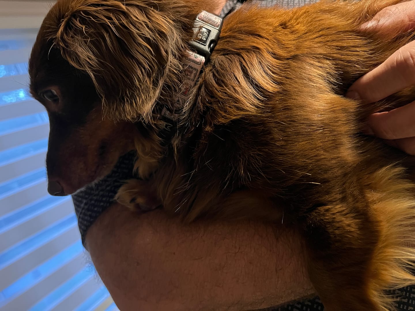 Customer photo review of Catso - ENDLESS LOVE - Collier Ajustable pour chien