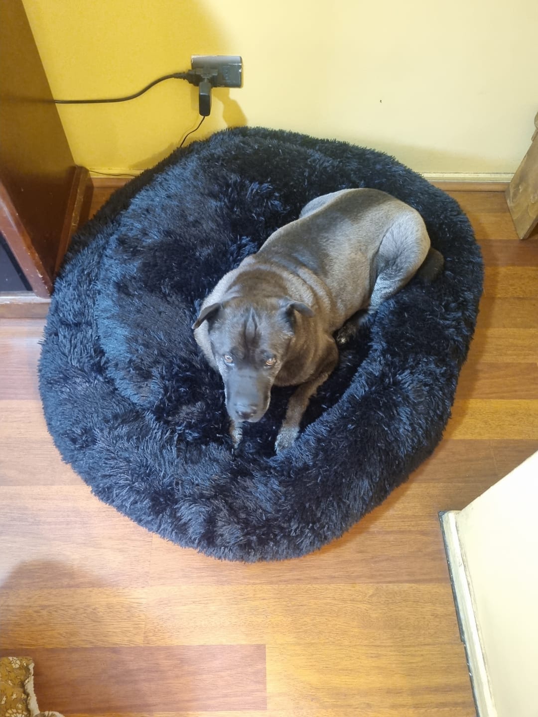 Customer photo review of Cama Anti-Estrés THE DOGS — Menos ansiedad, más descanso