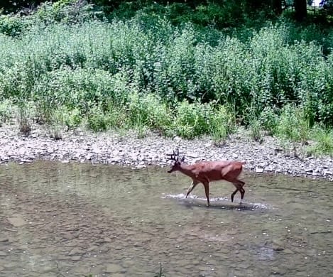 Customer photo review of GardePro X66 Pro Cellular Trail Camera