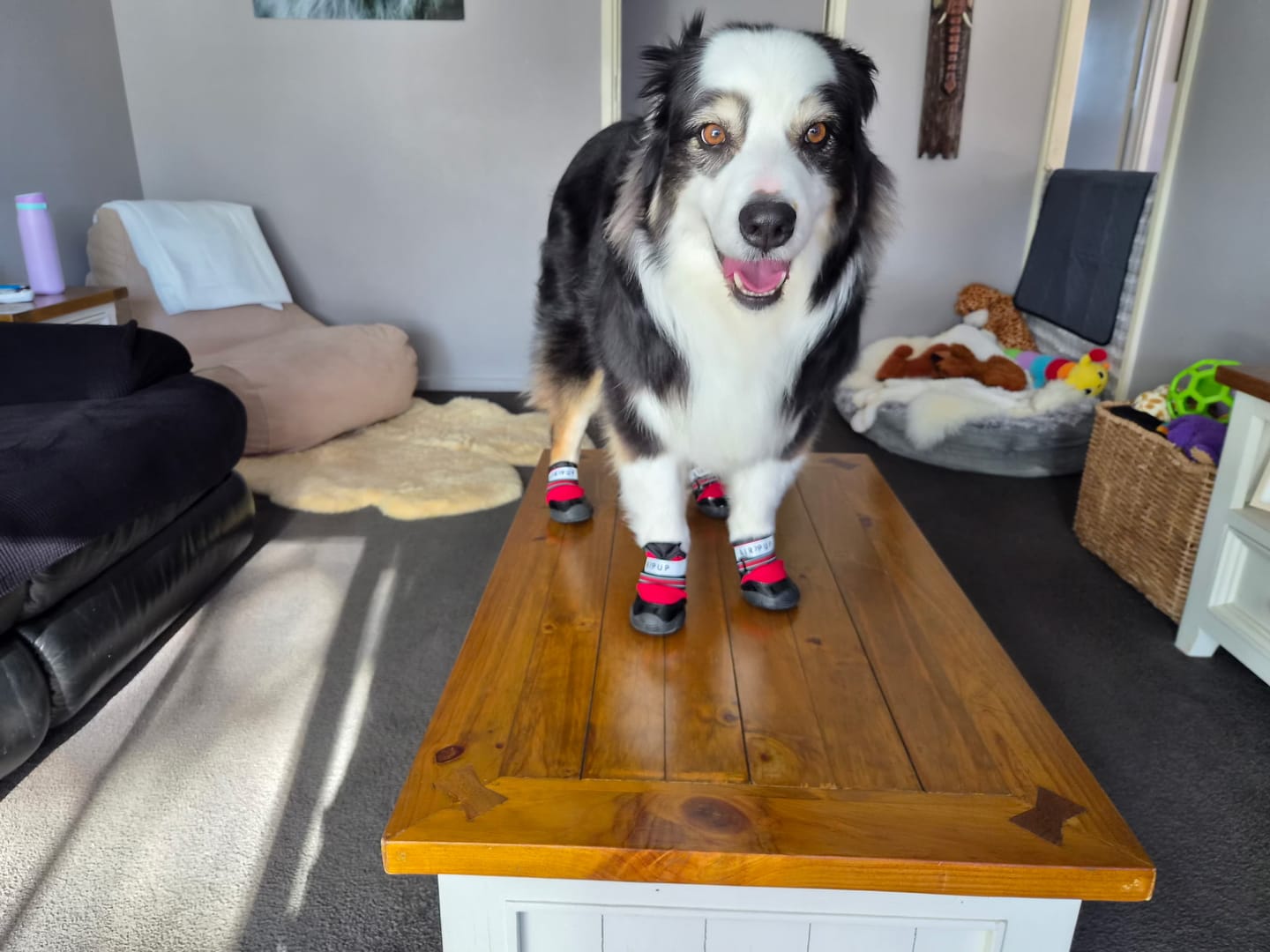 Customer photo review of AIR PUP SPRINTERS - SET OF 4