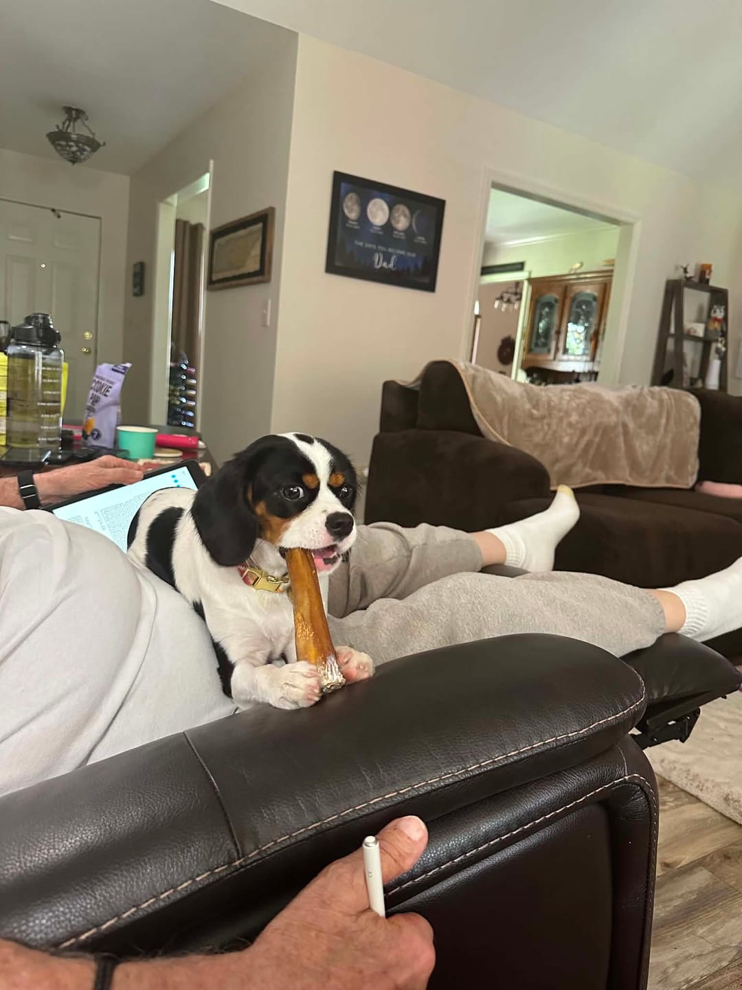 Customer photo review of 6-Inch Standard Bully Sticks — 100% Beef, Easily Digestible, Long-Lasting Chew