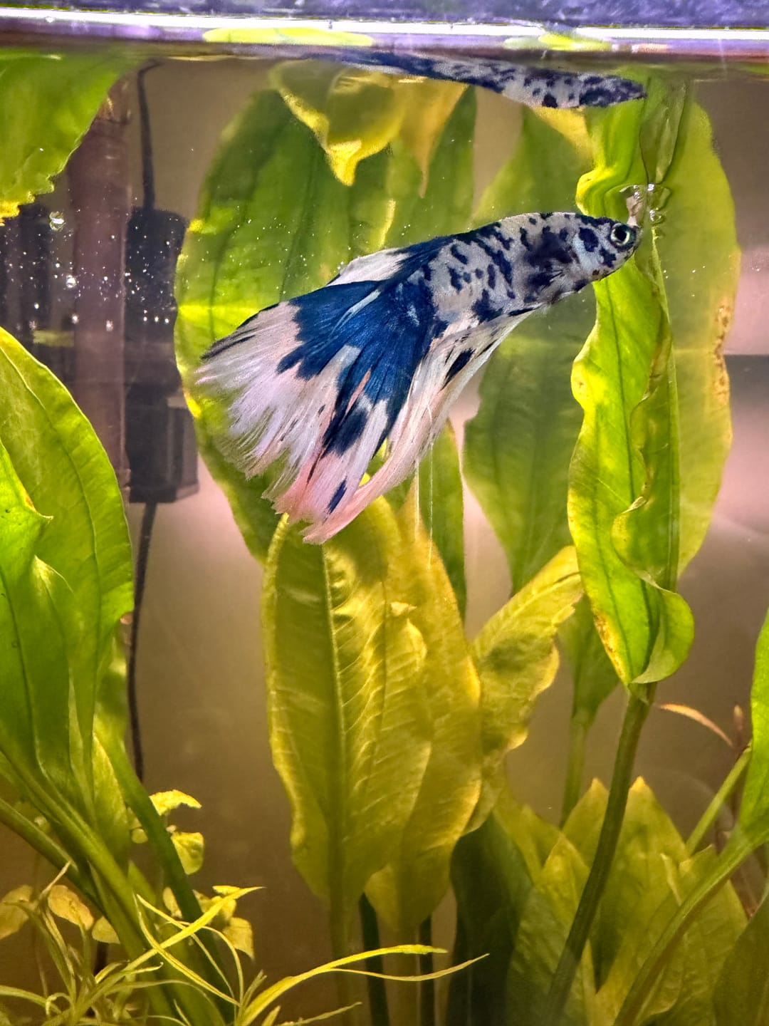 Customer photo review of Blue Marble Dot Halfmoon Male Betta Fish | Grower Pick