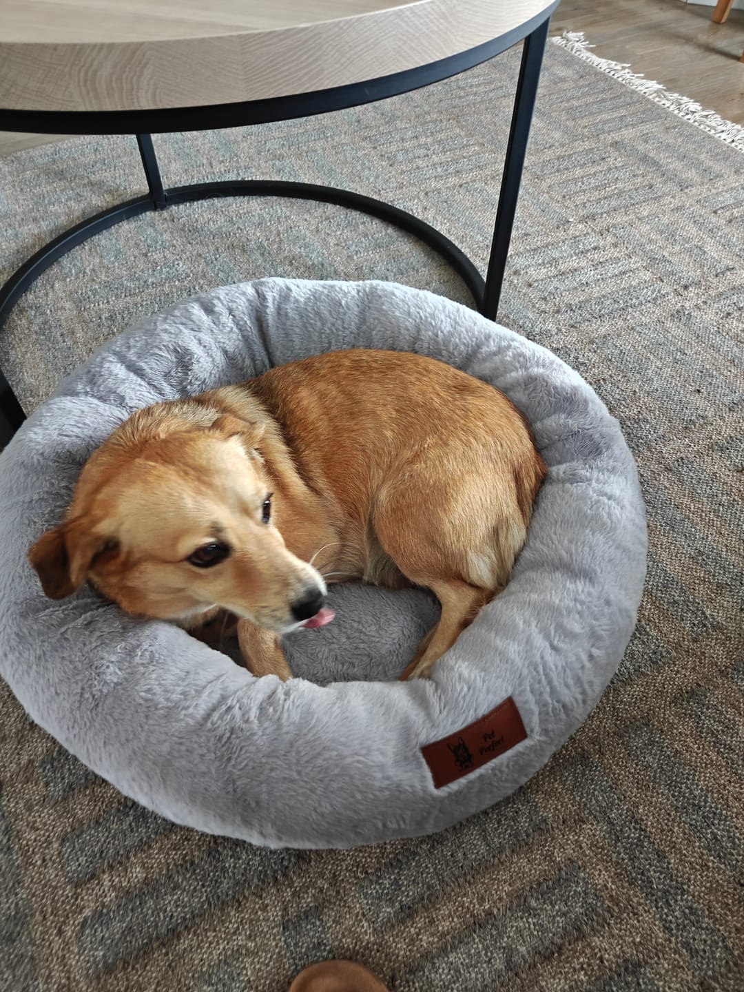 Customer photo review of Pet Perfect Orthopedische Donutmand