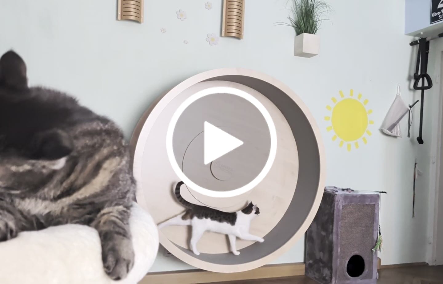Customer video review of Elmato Katzenlaufrad Rocky Wandlaufrad